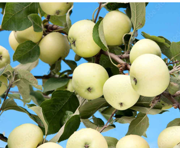 فروش سیب سفید درختی به همراه قیمتی باور نکردنی