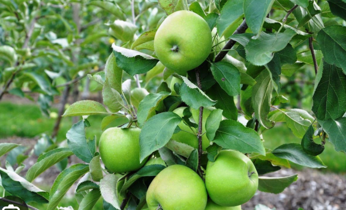 سیب درختی سبز