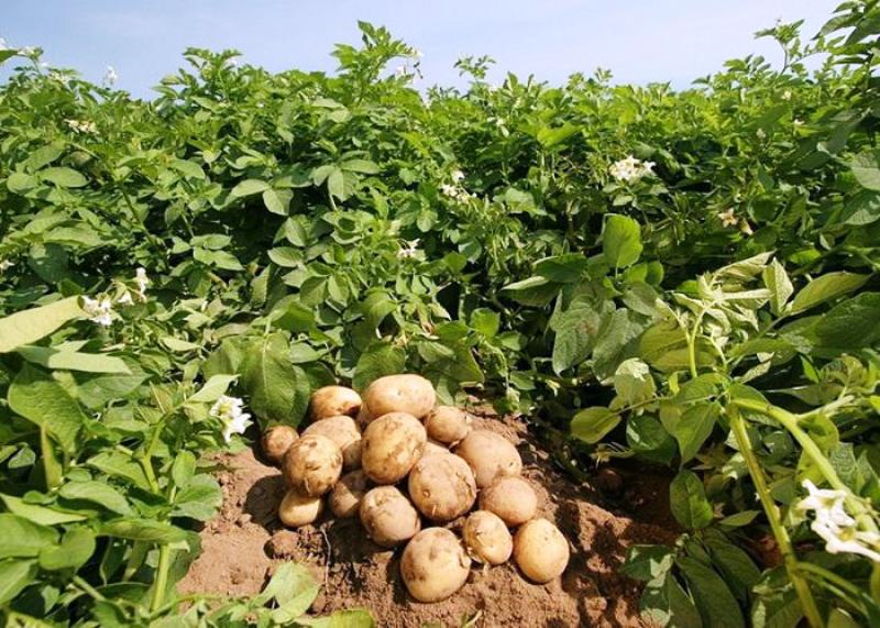 قیمت سیب زمینی جبلی همدان