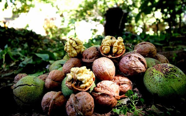 گردوی درجه یک مخصوص خشکبار