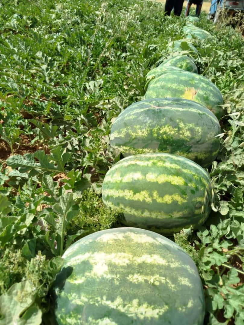 هندوانه بیضی صادراتی فیروزآباد