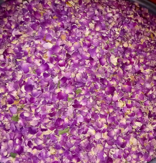 پر گل محمدی خشک