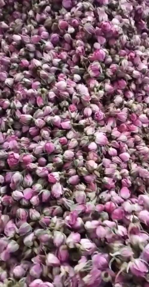 فروش غنچه گل محمدی درجه یک + خرید استثنایی