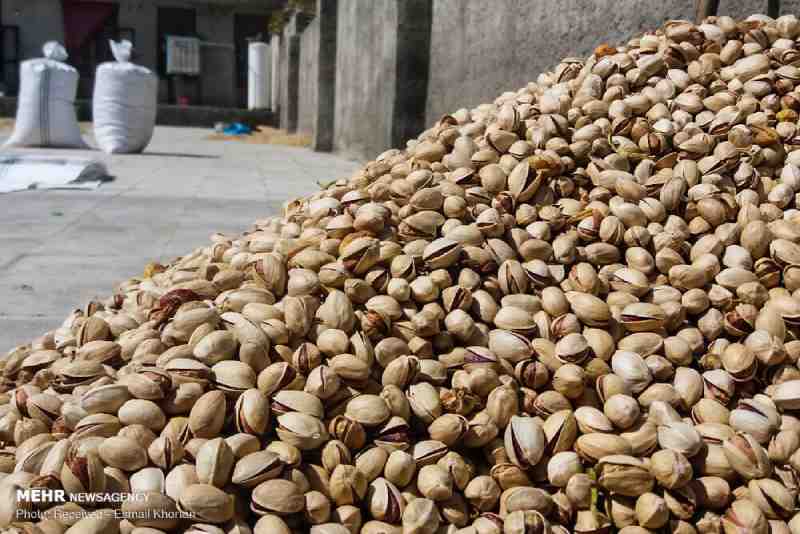 فروش پسته عمده + بدون واسطه