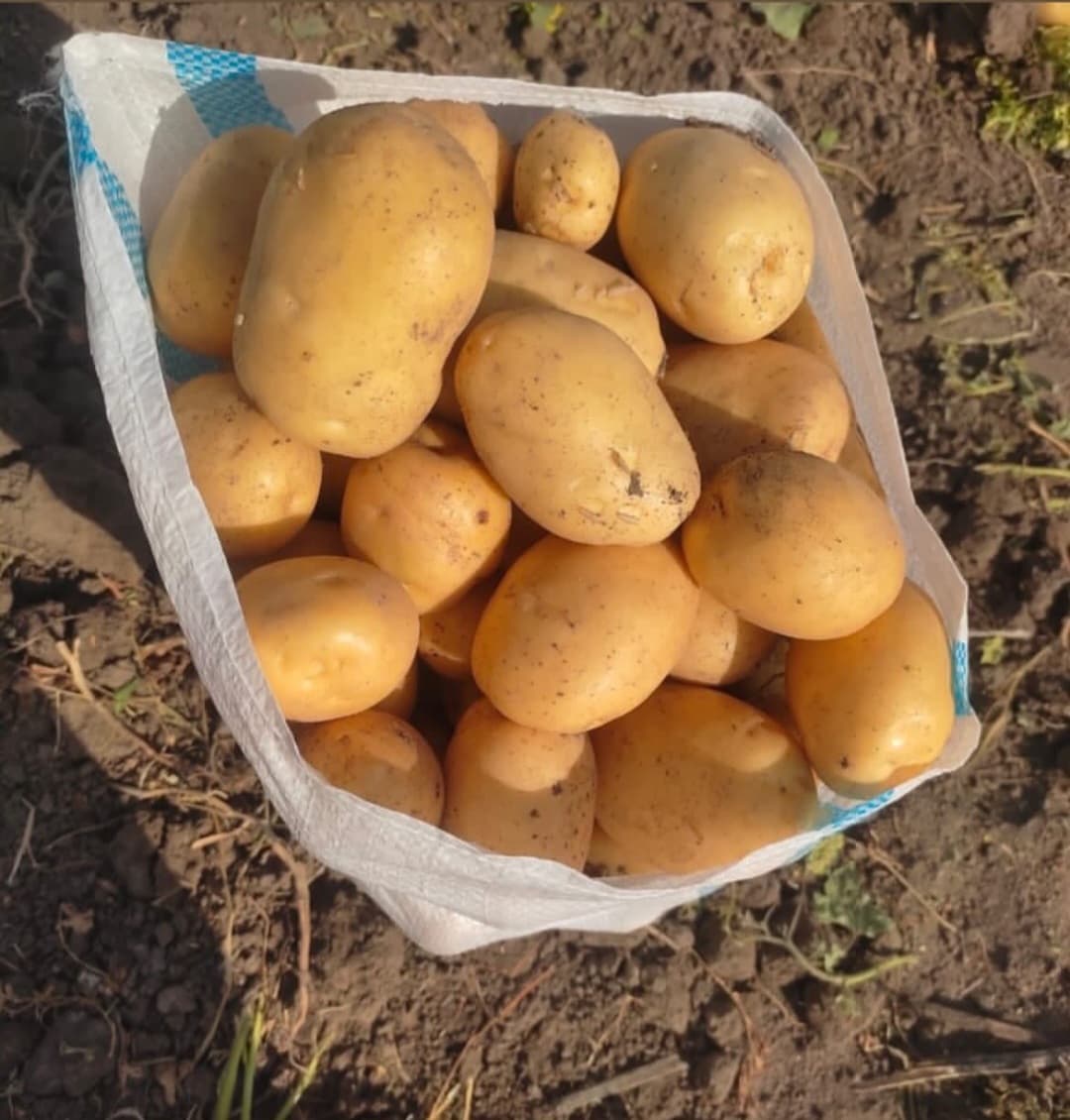 سیب زمینی رانومی اصفهان