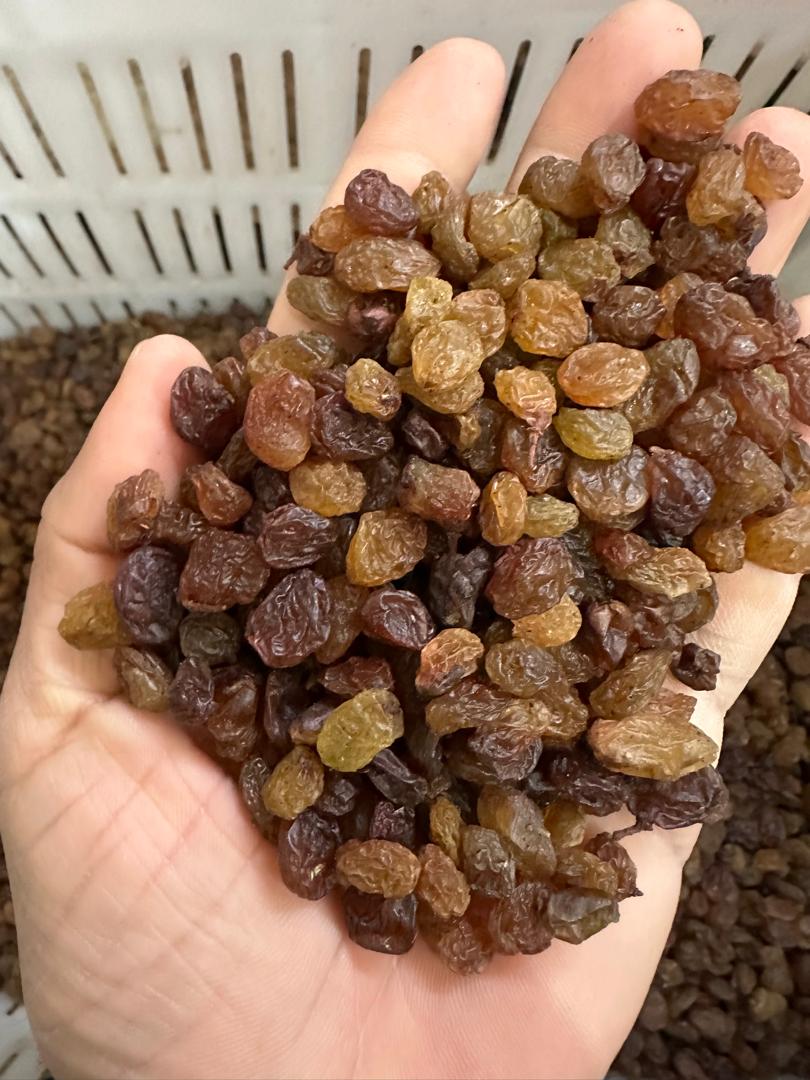 کشمش تیزابی خرید