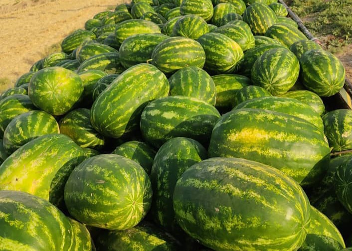 هندوانه درجه۱سبزرنگ