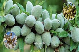 قیمت بادام درختی تازه و با پوست سبز + فروش عمده