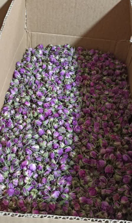 خواص گل محمدی
