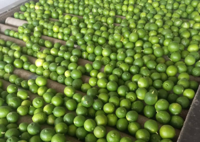 لیمو ترش سبز رنگ جنوب