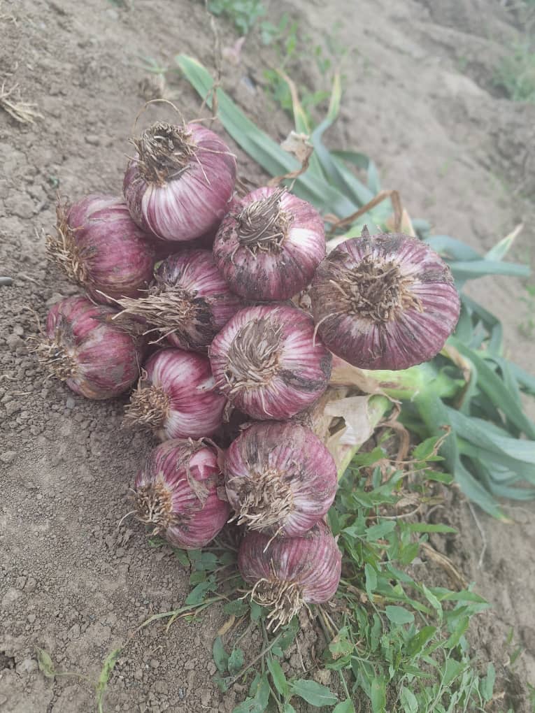 صادرات سیر همدان به اروپا + قیمت ارزان