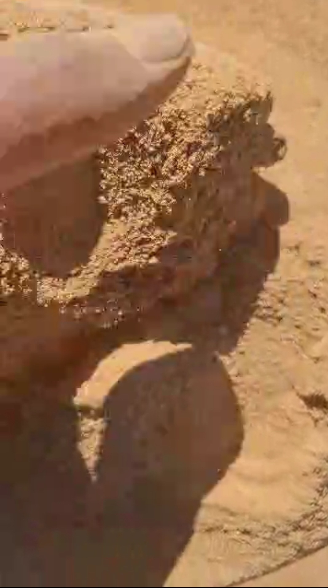پودر پوست انار مناسب دمنوش
