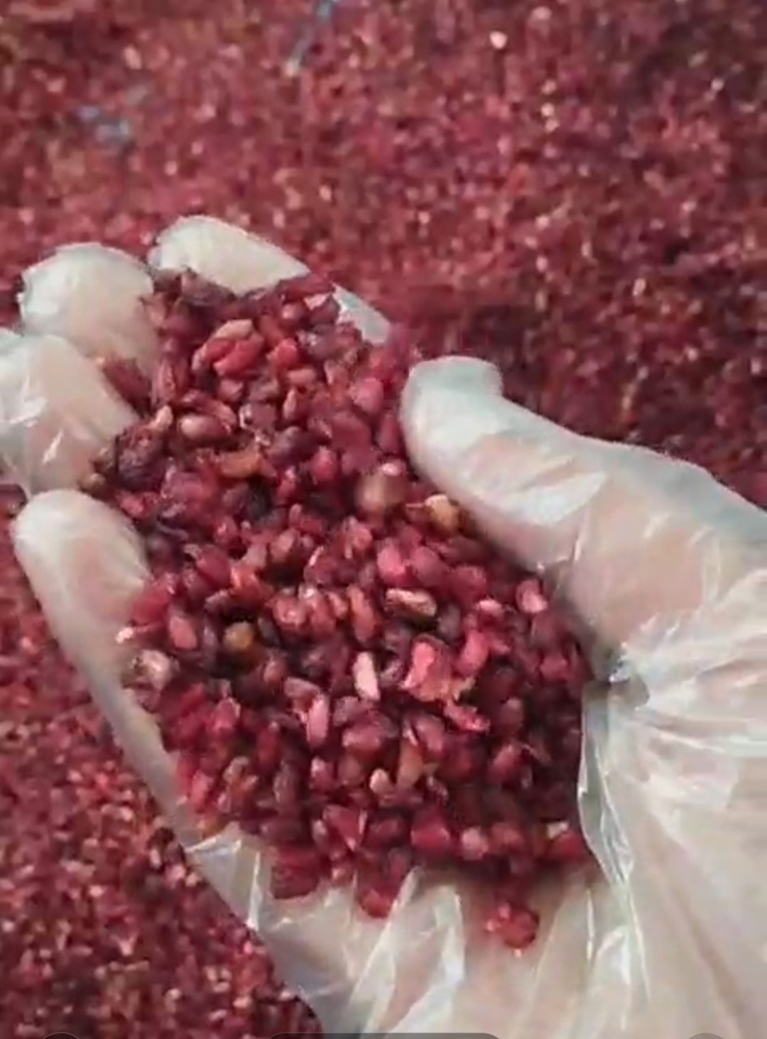 ناردونه خشک شده در جه یک با دستگاه