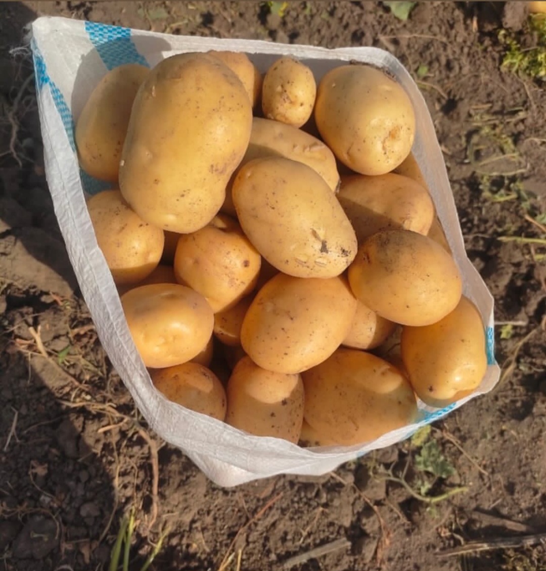 سیب زمینی رانومی اصفهان