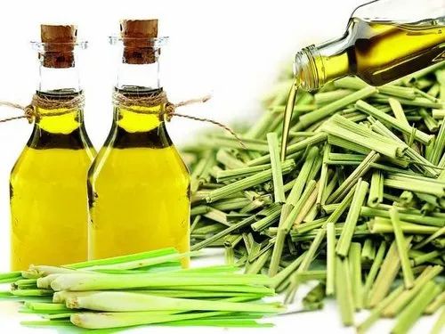فروش عمده علف لیمو (Lemongrass) با کیفیت صادراتی