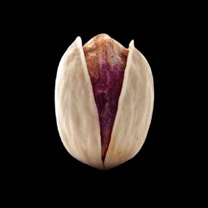 خرید و قیمت پسته کله قوچی سبزوار + فروش صادراتی