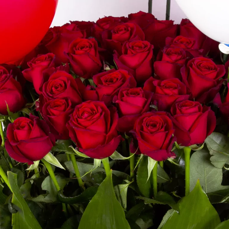 شاخه گل رز هلندی قیمت