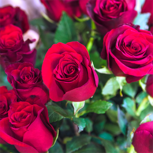 گل رز قرمز هلندی