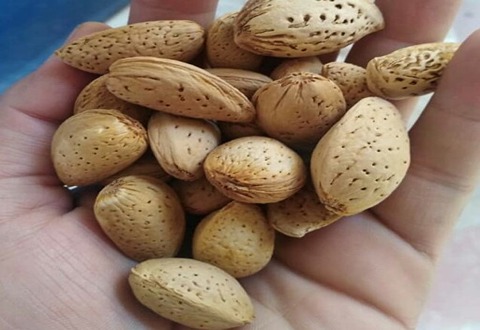 بادام درختی ربیع با کیفیت + خرید عمده وارزان
