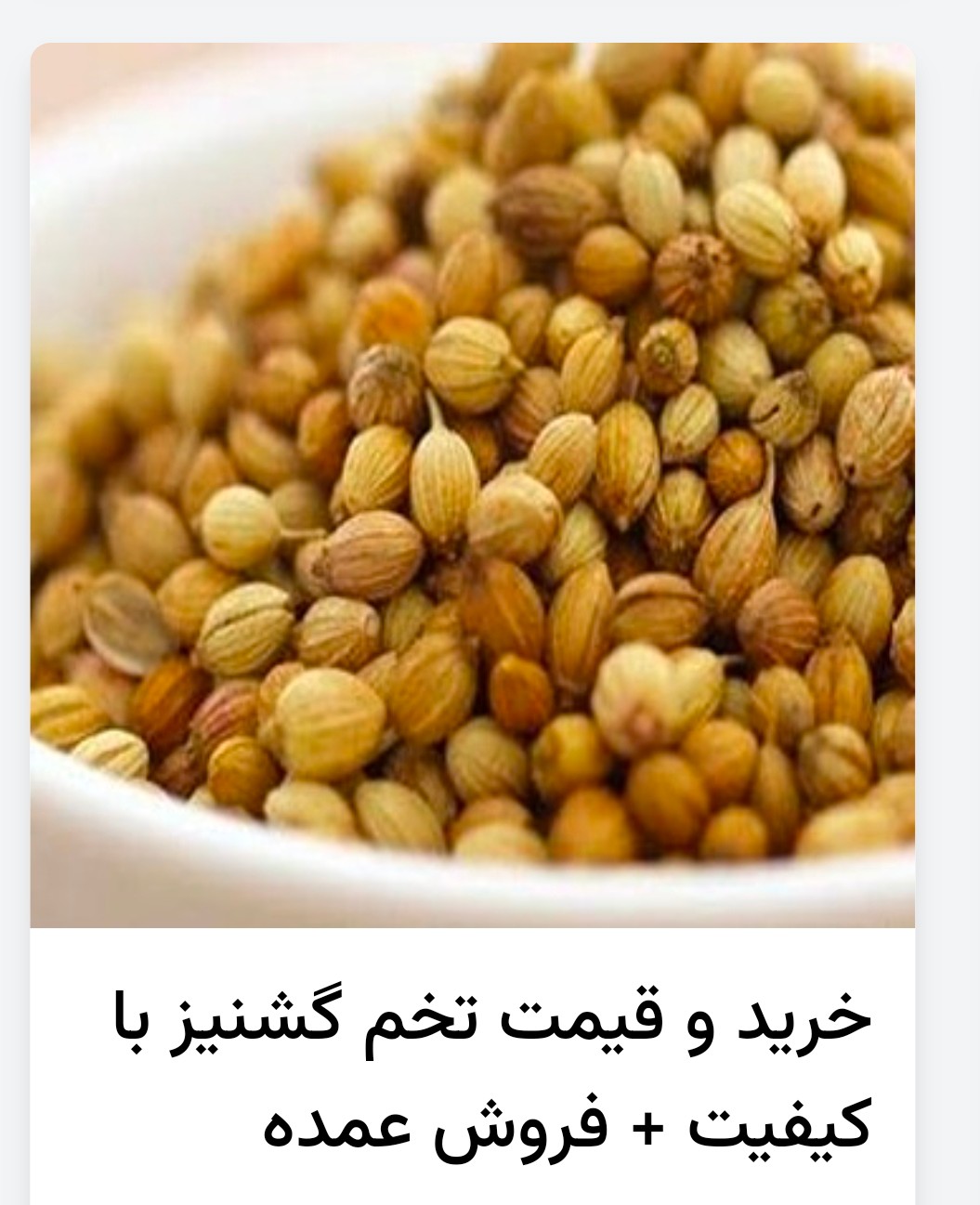 تولید عمده و فروش گشنیز توپی