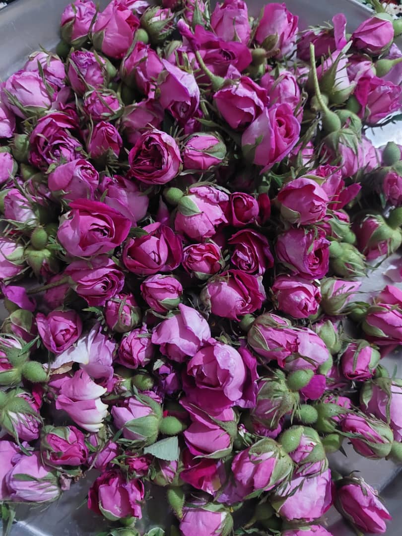 بهترین نوع غنچه گل محمدی دارابی دارای چه رنگ است