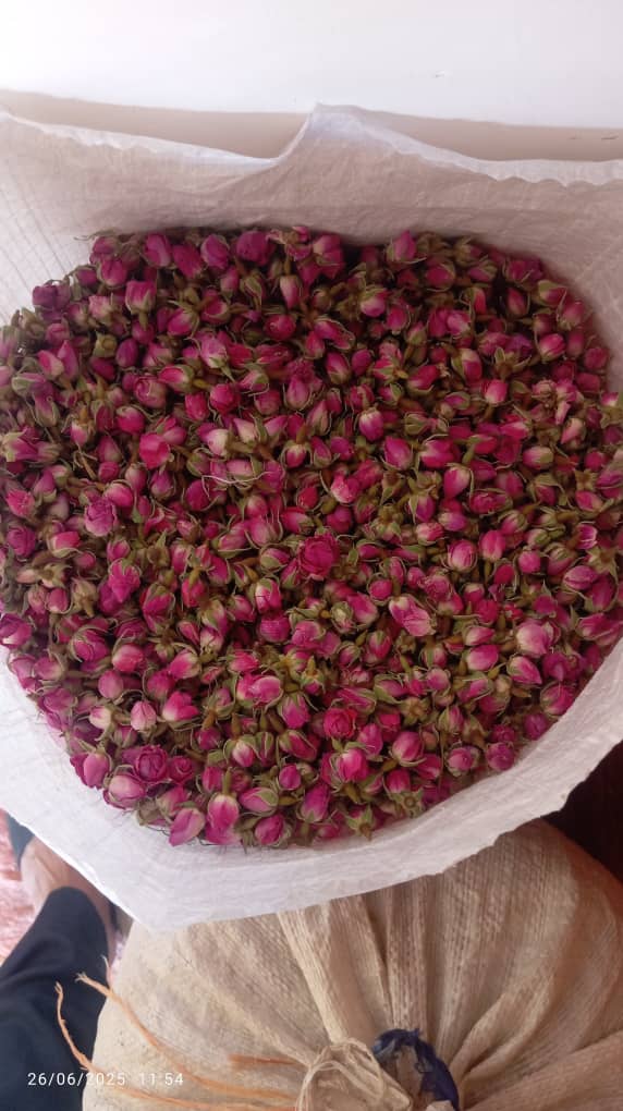 از کجا بفهمیم که بهترین نوع غنچه را خریداری کردیم