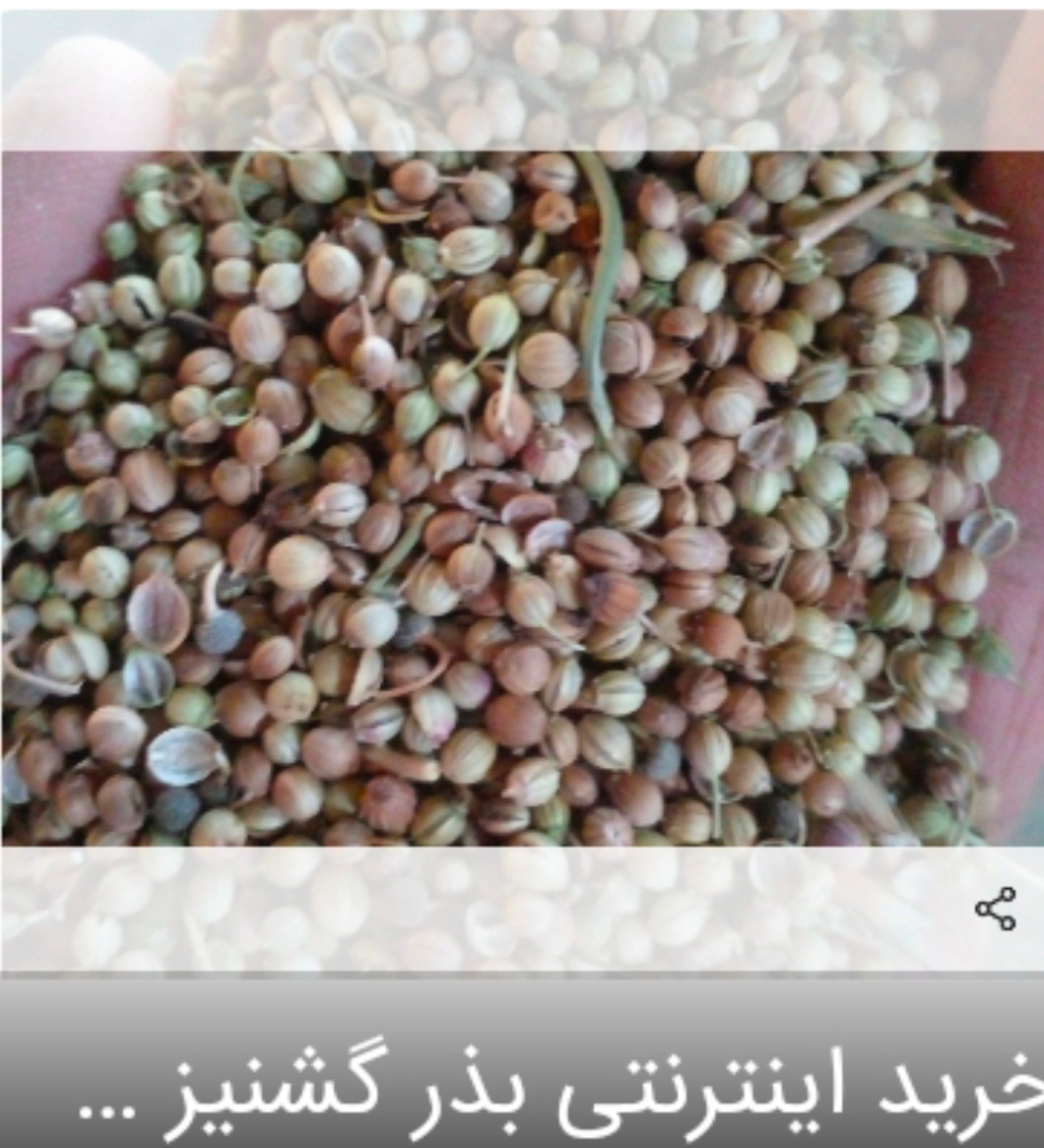 تخم گشنیز محلی فروش عمده