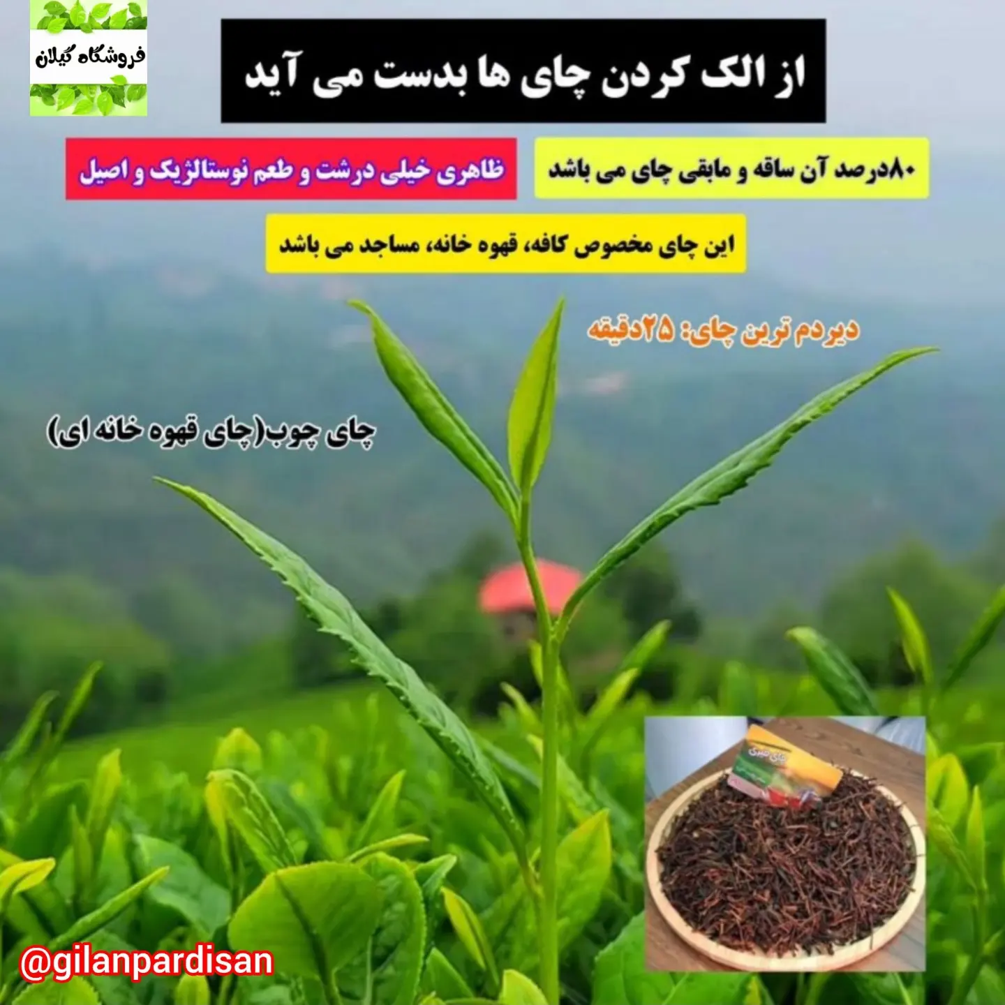 قیمت عمده چای روضه چای هیئت