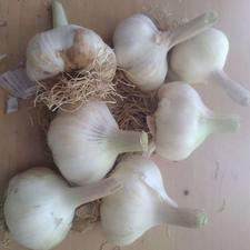 سیر سفید چهار انگشتی + قیمت