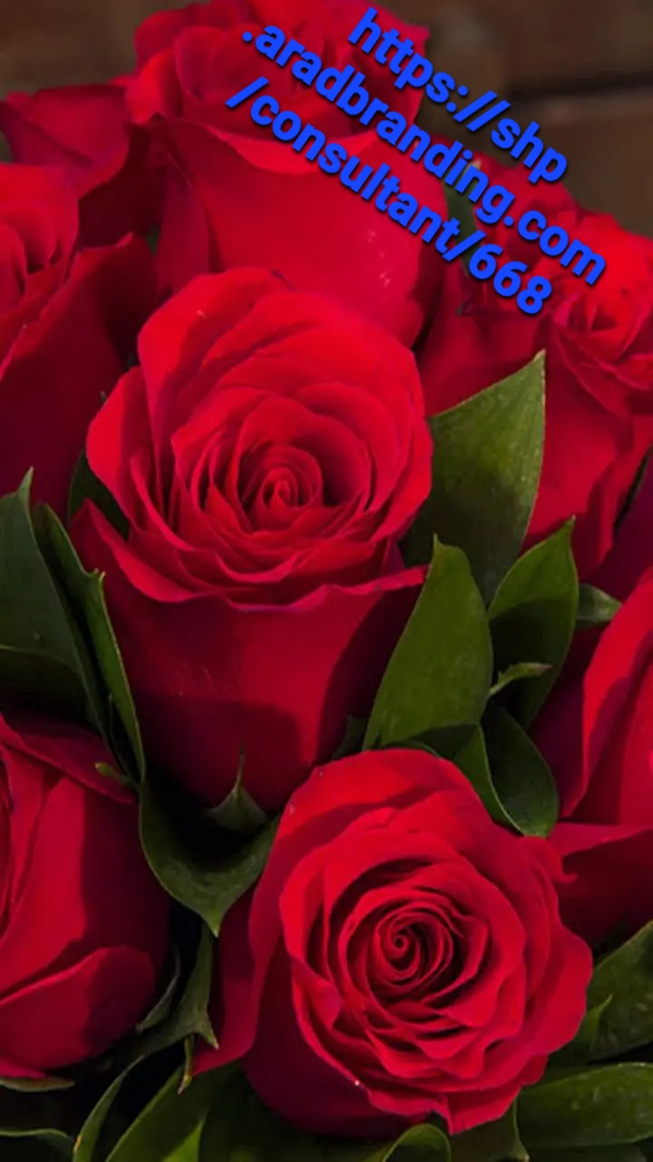 خرید گل رز هلندی