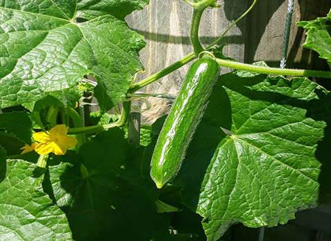 قیمت خیار سبز گلخانه ای + خرید و فروش فوق العاده