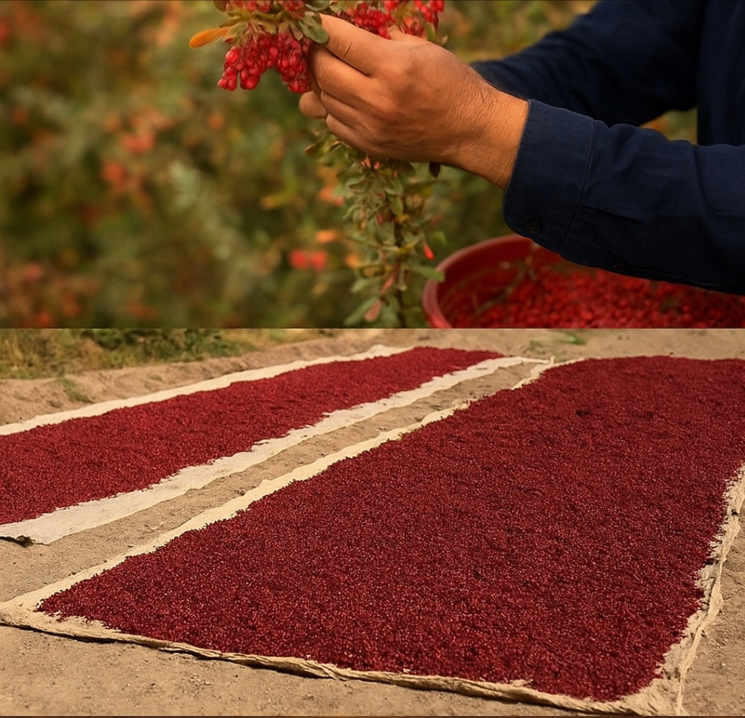 ارزانترین زرشک مستقیم از باغدار