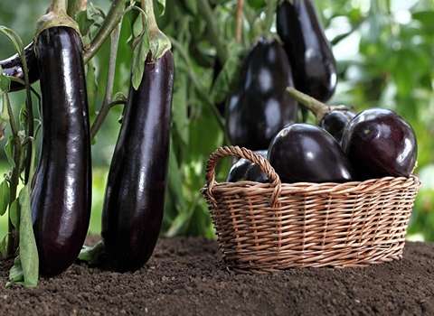 قیمت باورنکردنی بادمجان گلخانه ای صادراتی