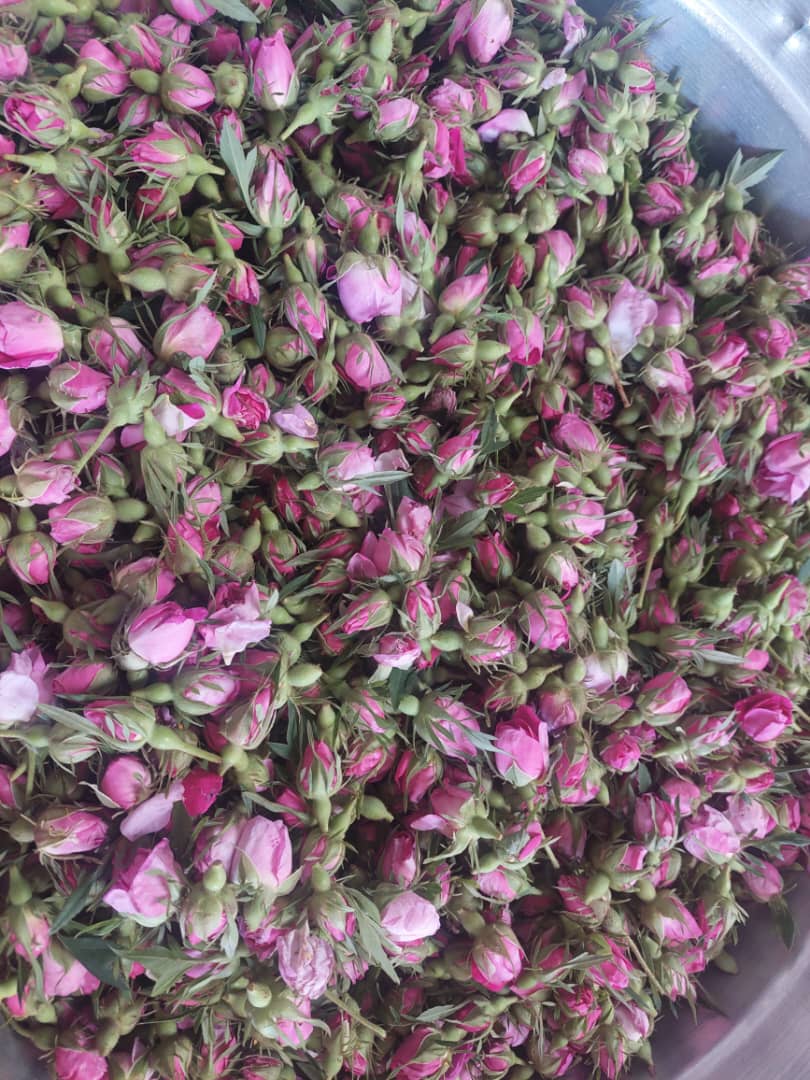 خریدو فروش گل محمدی