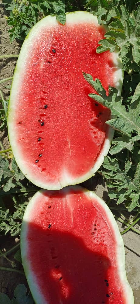 خرید هندوانه مرغوب صادراتی