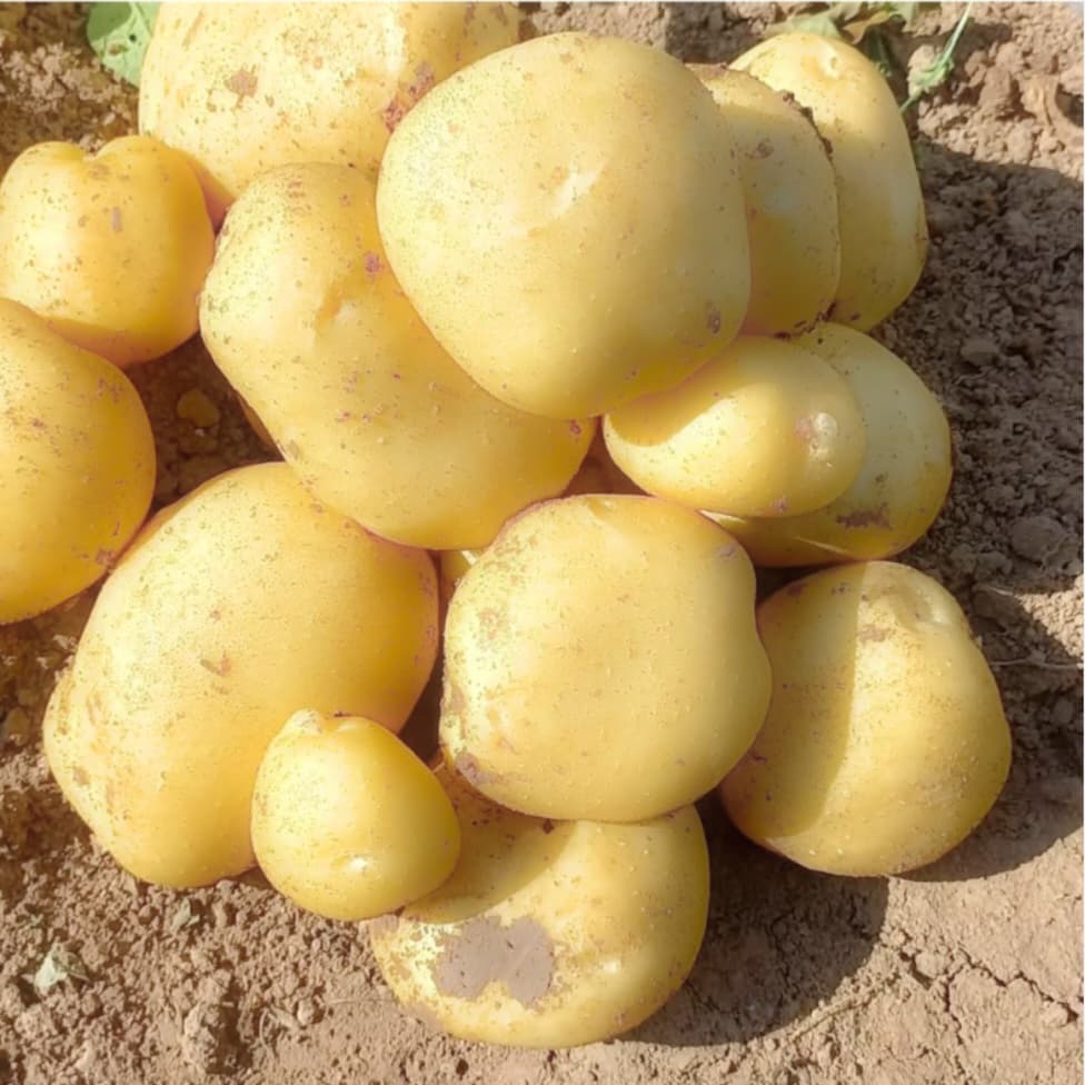 سیب‌زمینی سانتا همدان