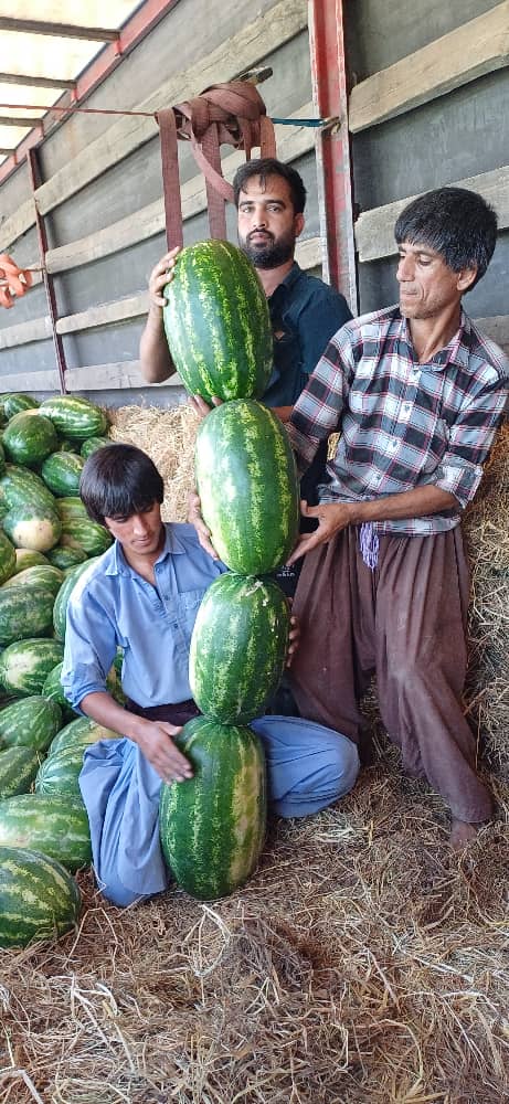 هندوانه بیضی صادراتی مناسب روسيه