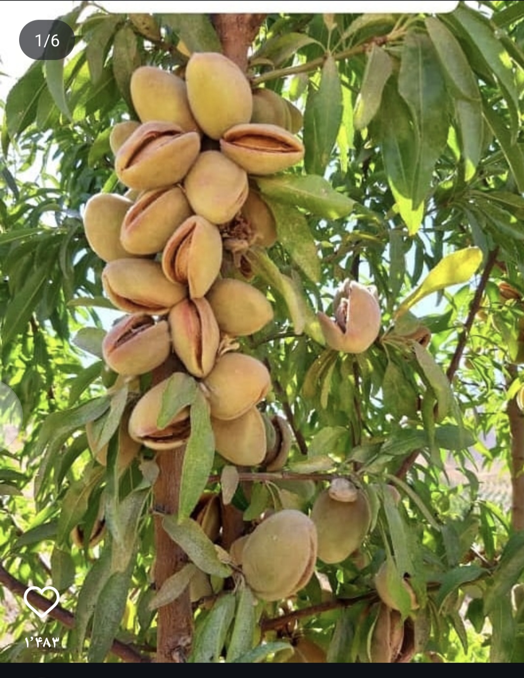پسته و بادام درختی برکت