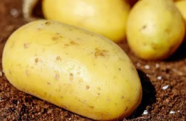سیب زمینی رانومی صادراتی