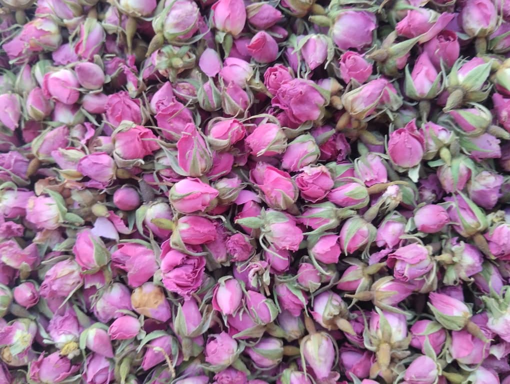 خرید غنچه گل محمدی اصل