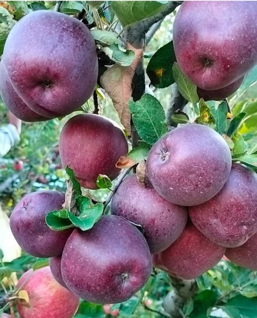 قیمت سیب قرمز درجه یک