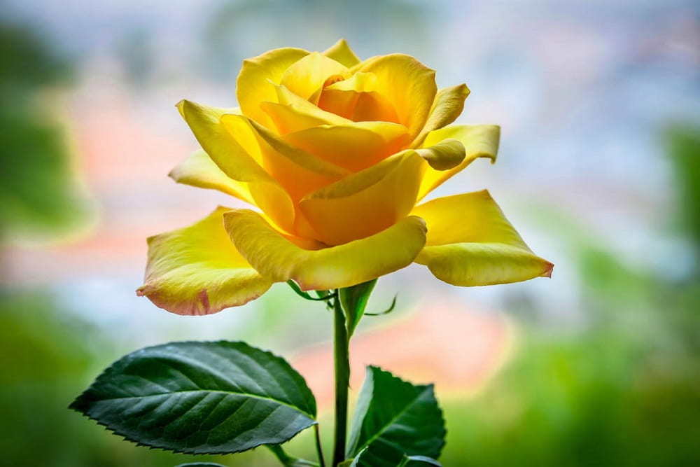 خرید و فروش عمده شاخه گل رز هلندی زرد