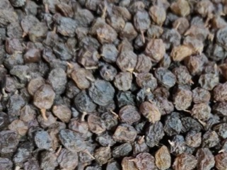 کشمش آفتابی ریز تاکستان + فروش ویژه