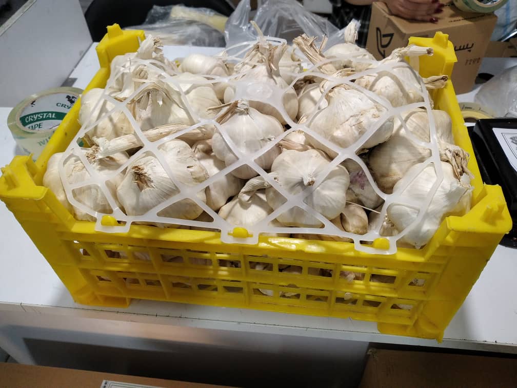 خواص سیر همدان + خرید با قیمت استثنایی