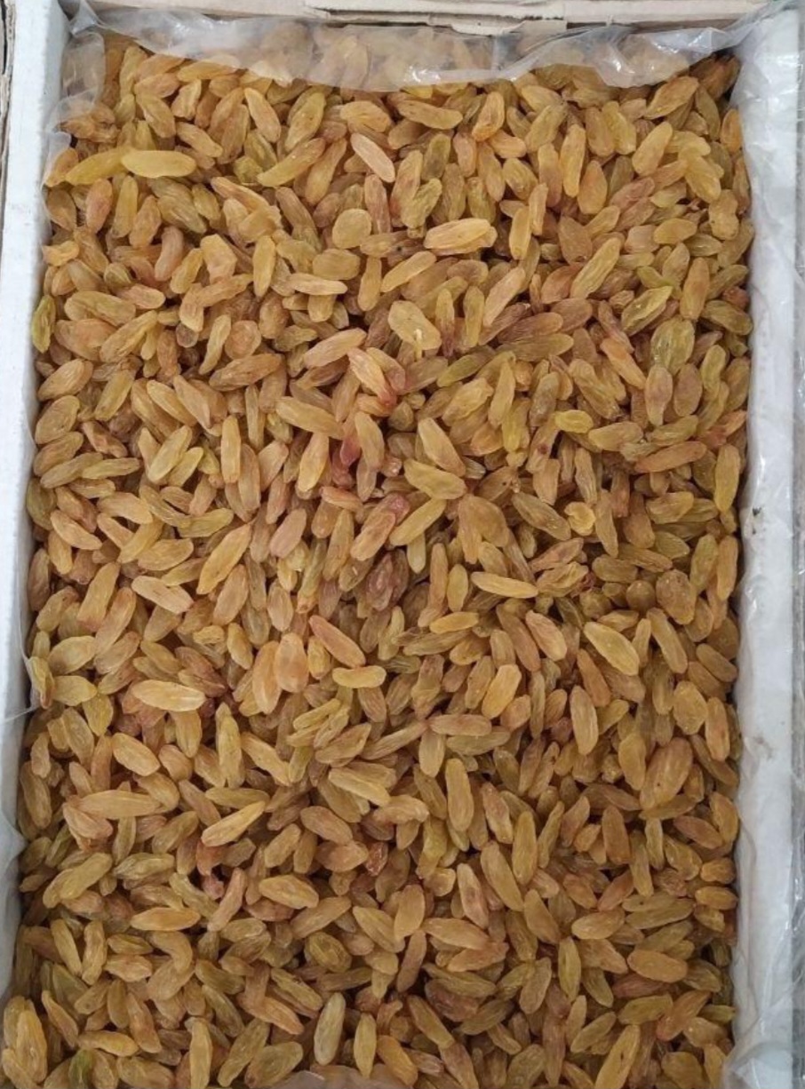 کشمش مرغوب زنجان + خرید