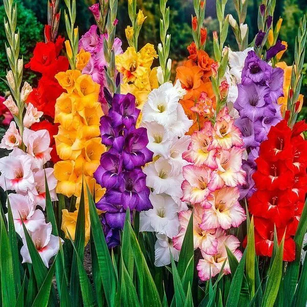 قیمت هرشاخه گل گلایول