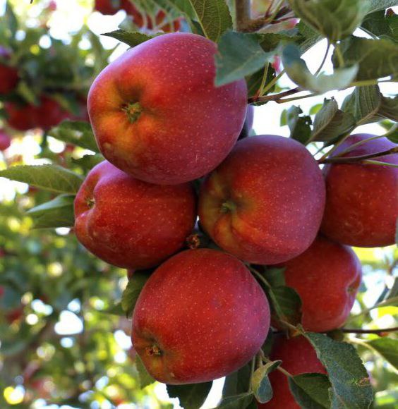 قیمت سیب قرمز استخوانی درجه 1
