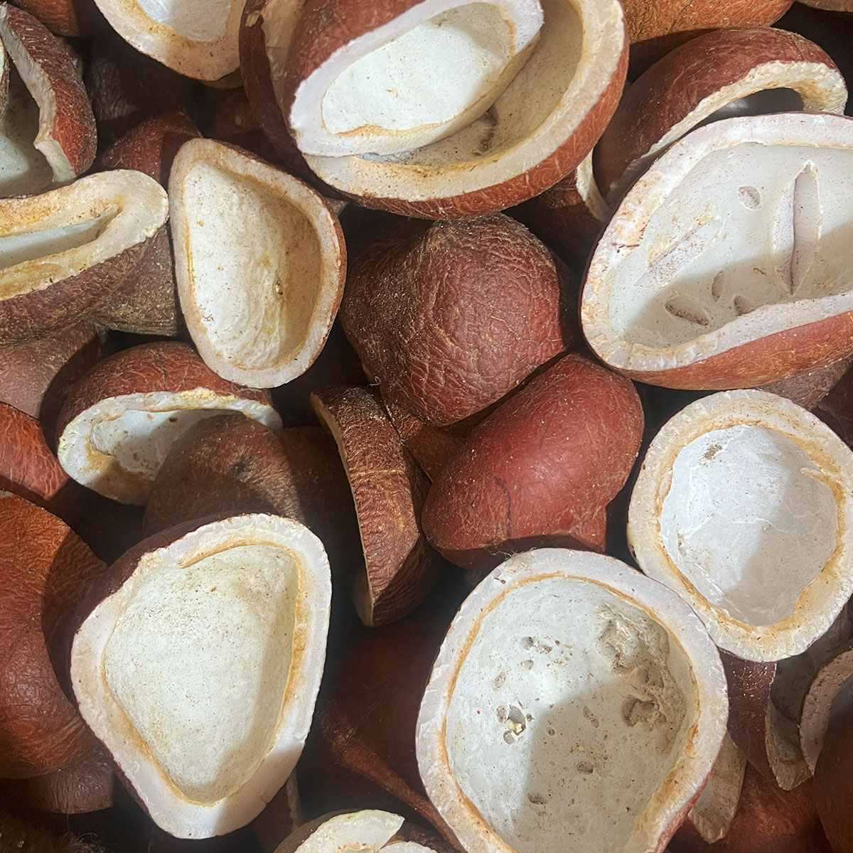 خرید نارگیل خشک فروش عمده