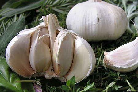 سیر سفید و تند همدان