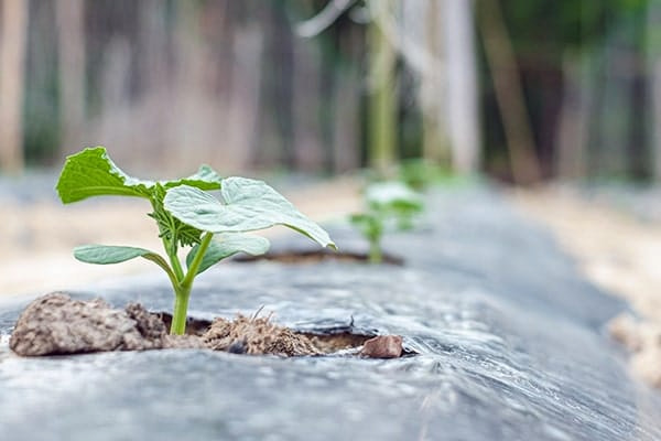 خرید و قیمت نایلون کشاورزی قزوین + فروش عمده
